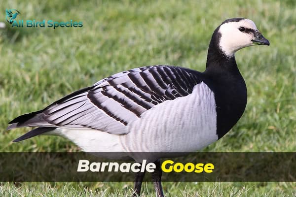 Barnacle Goose