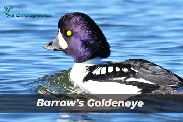 Barrow's Goldeneye