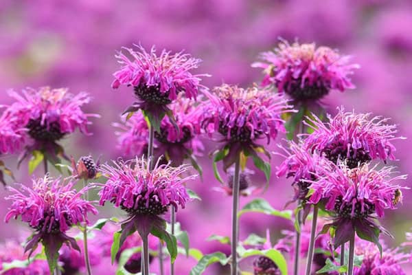 Bee Balm