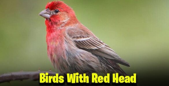 Birds With Red Head in the UK