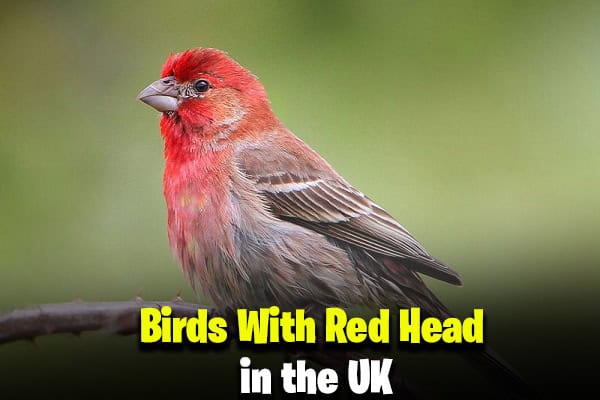 Birds With Red Head in the UK