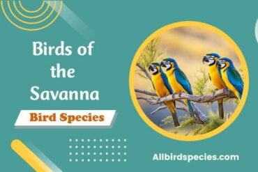 Birds of the Savanna