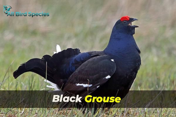 Black Grouse