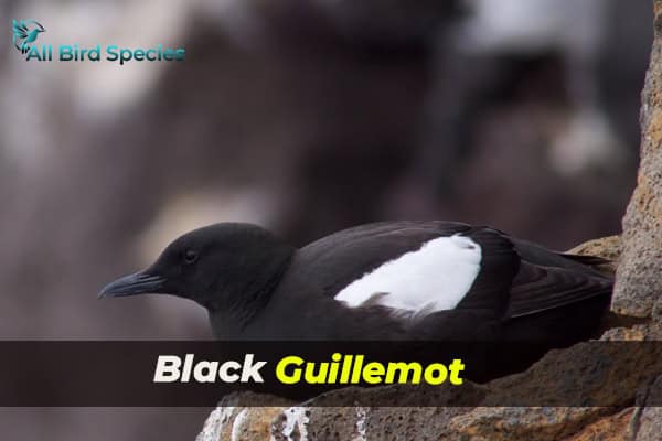 Black Guillemot