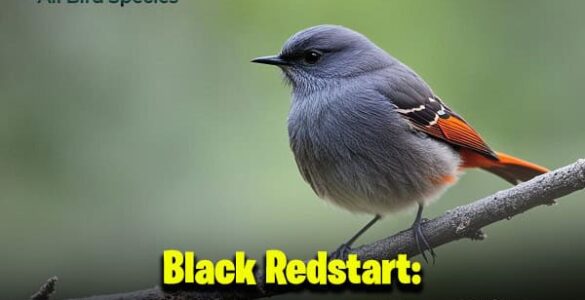 Black Redstart