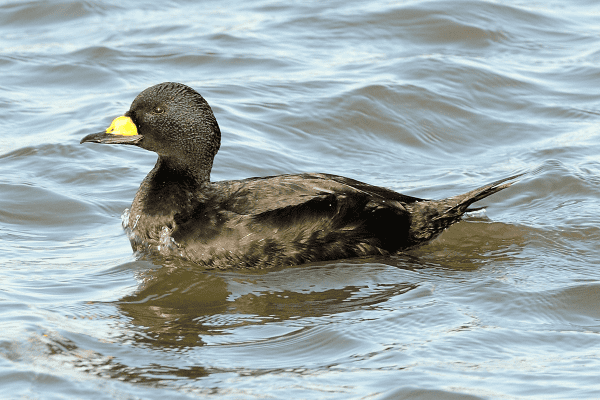 Black Scoter