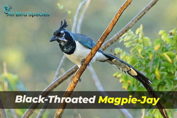 Black-Throated Magpie-Jay