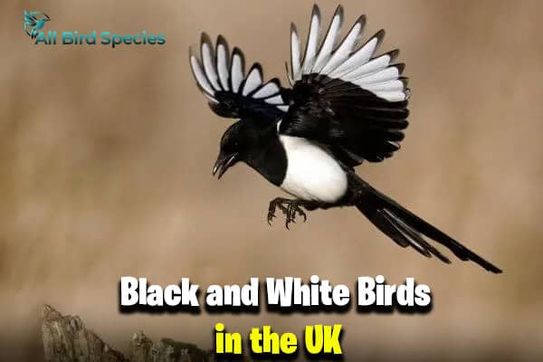 Black and White Birds in the UK