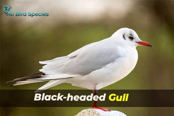 Black-headed Gull