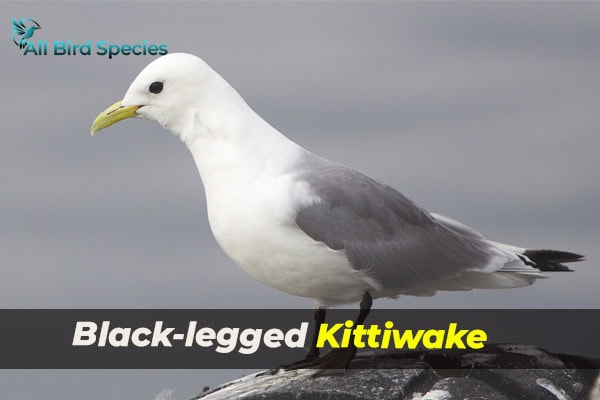 Black-legged Kittiwake