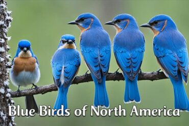 Blue Birds of North America