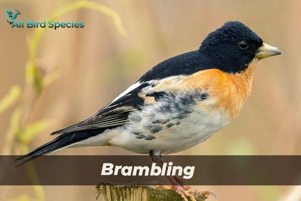 Brambling