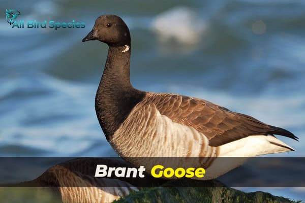 Brant Goose