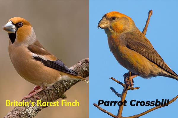 Britain's Rarest Finch and Parrot Crossbill