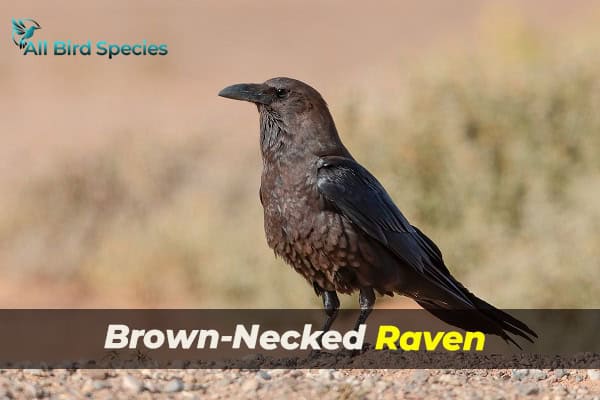 Brown-Necked Raven