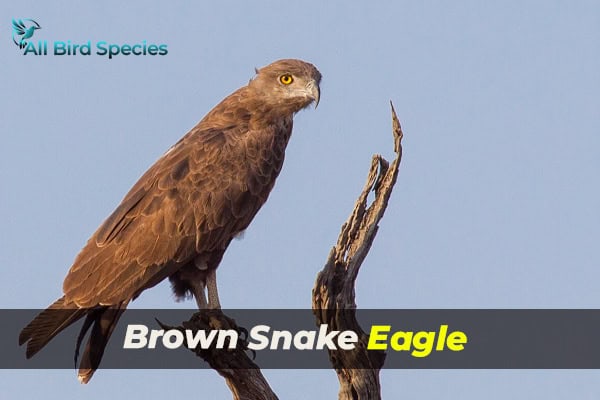 Brown Snake Eagle