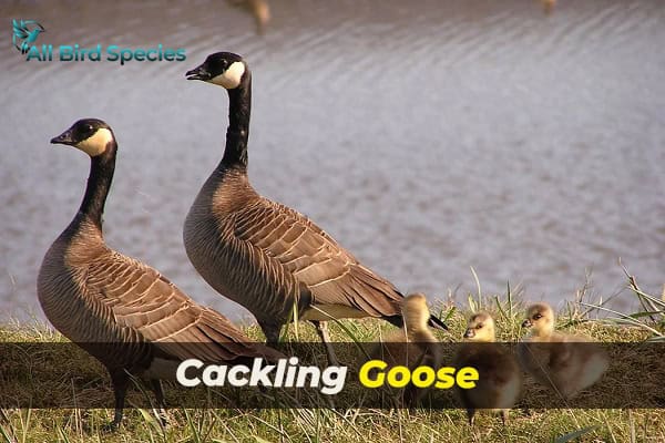 Cackling Goose