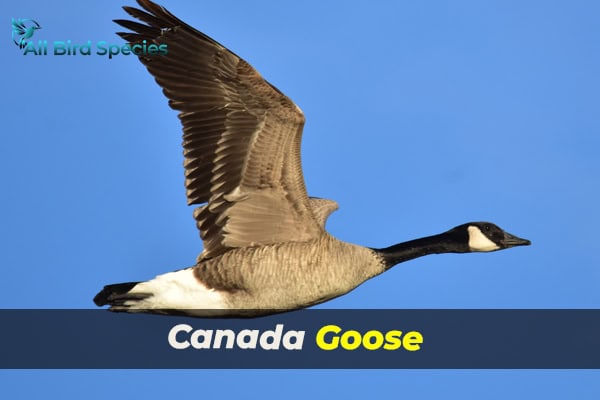 Canada Goose