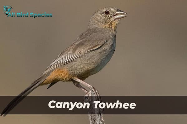 Canyon Towhee