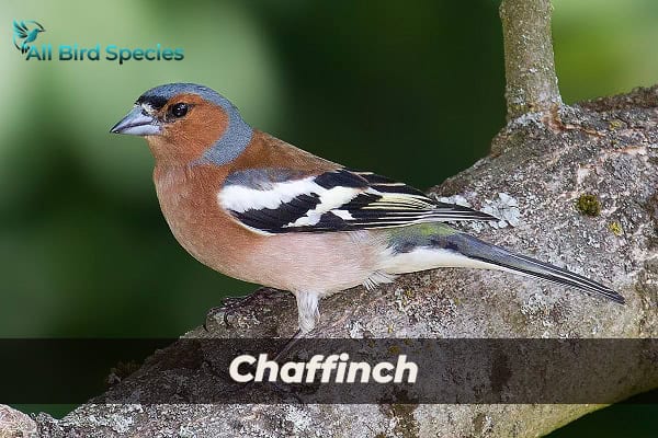 Chaffinch