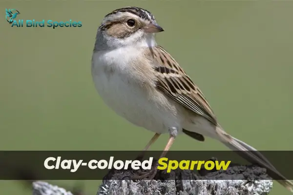 Clay-colored Sparrow