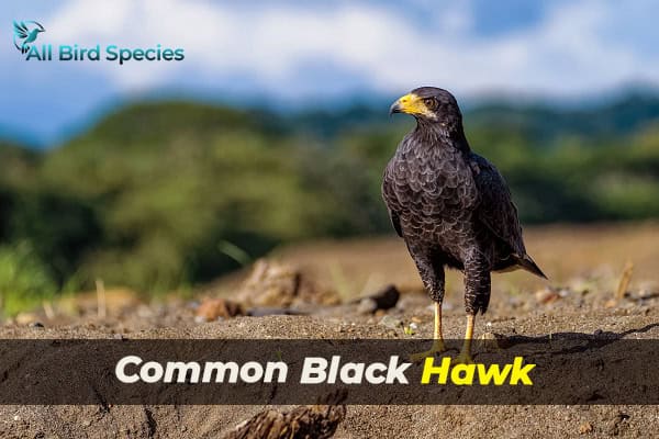 Common Black Hawk