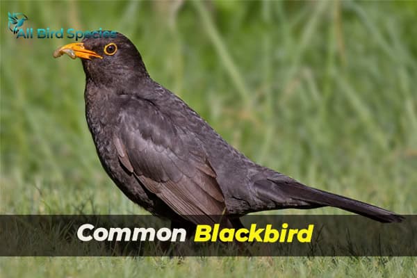 Common Blackbird