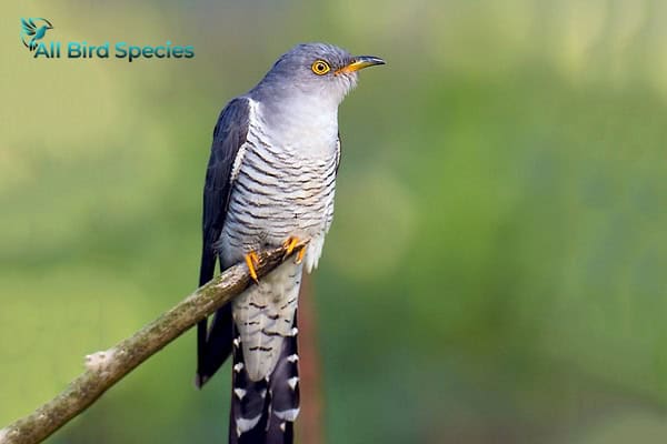 Common Cuckoo 