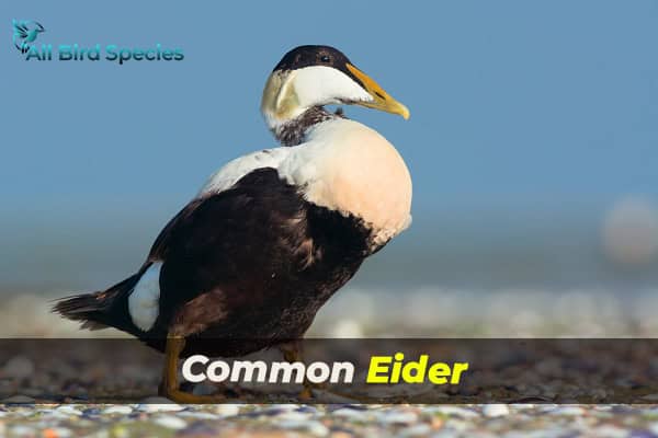 Common Eider