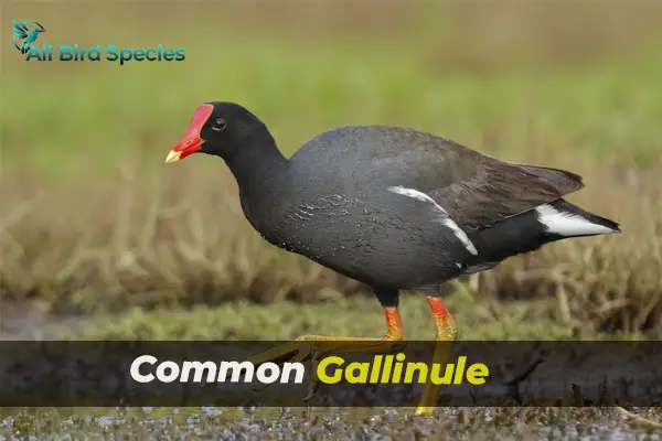 Common Gallinule