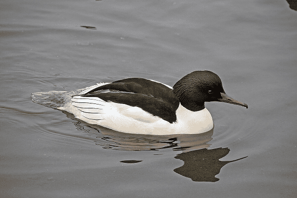 Common Merganser