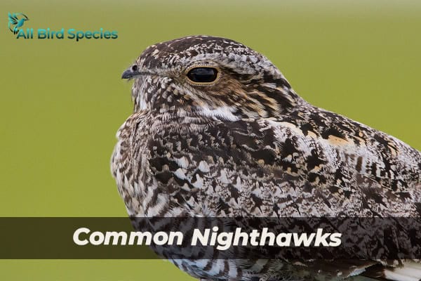 Common Nighthawks