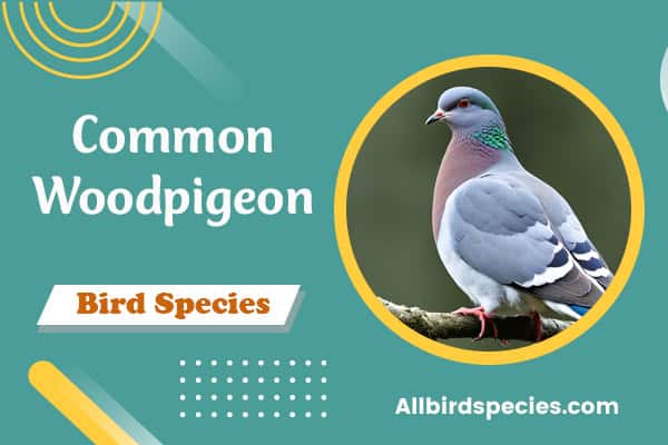 Common Woodpigeon