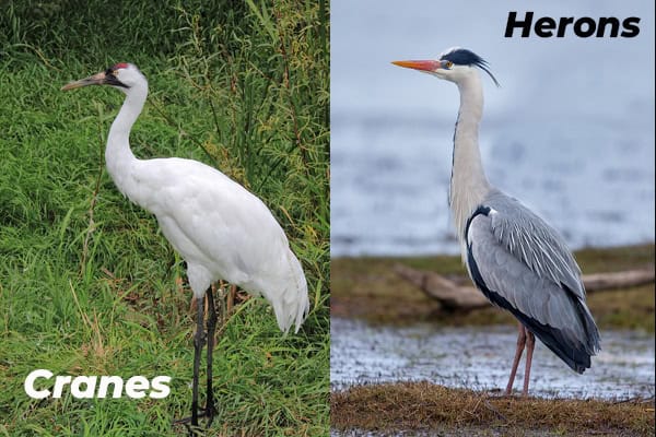 Cranes vs Herons