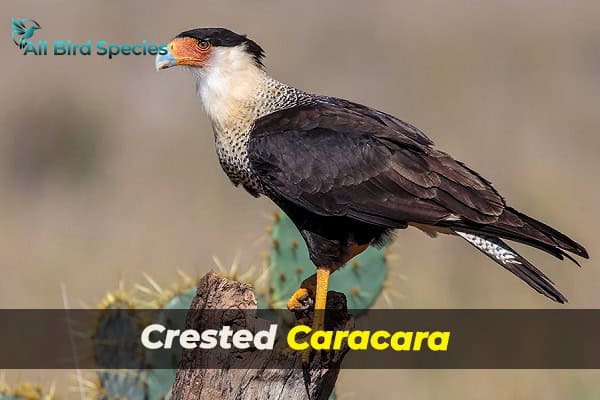 Crested Caracara