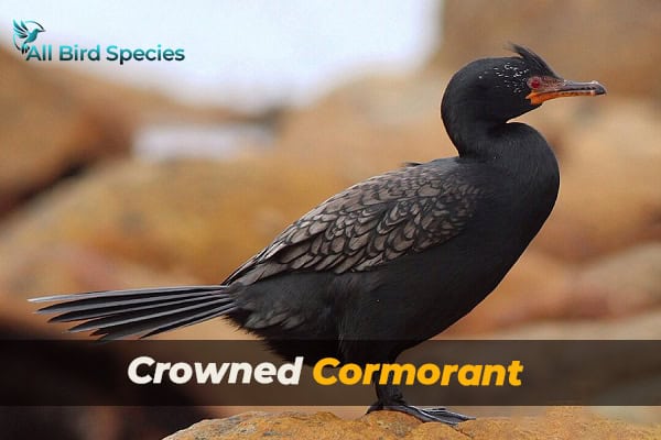 Crowned Cormorant