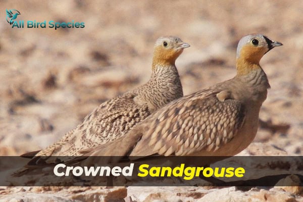 Crowned Sandgrouse