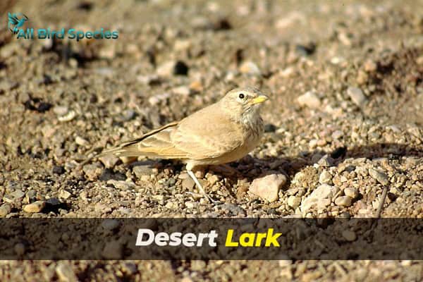 Desert Lark