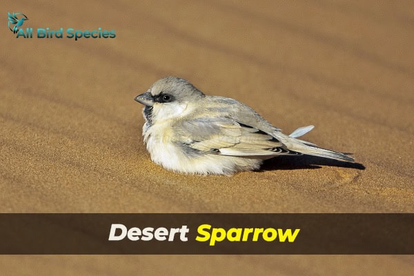 Desert Sparrow