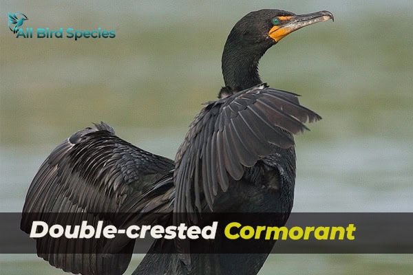 Double-crested Cormorant