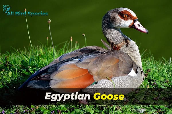 Egyptian Goose