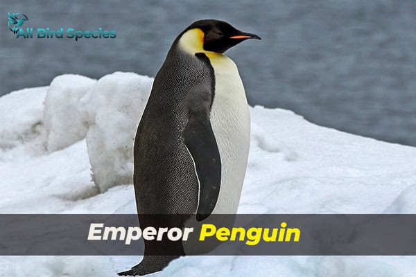 Emperor Penguin