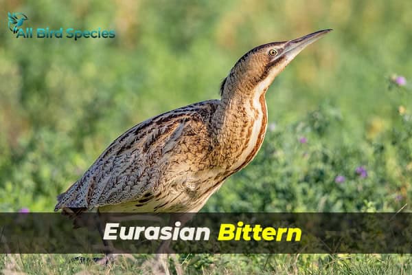 Eurasian Bittern