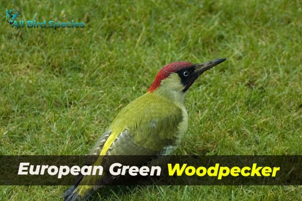 European Green Woodpecker