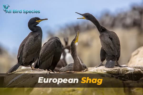 European Shag