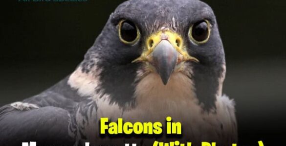 Falcons in Massachusetts