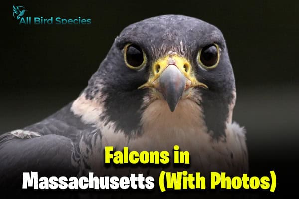 Falcons in Massachusetts