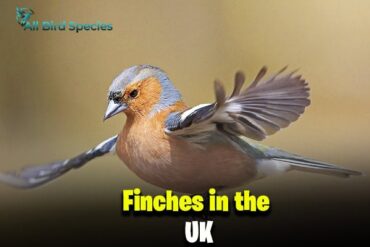 Finches in the UK