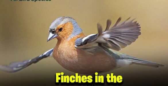 Finches in the UK