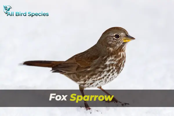 Fox Sparrow